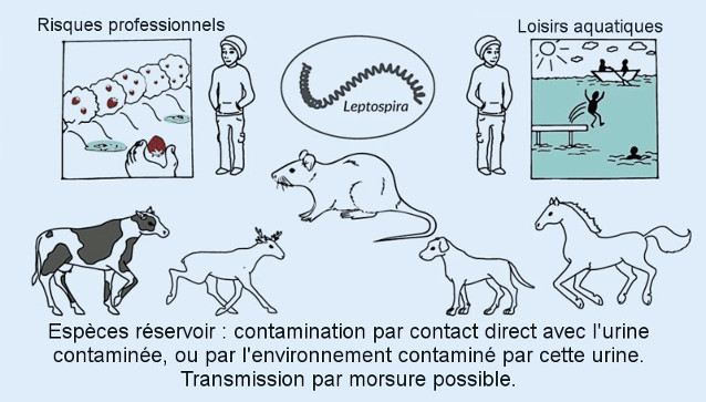 contamination leptospirose