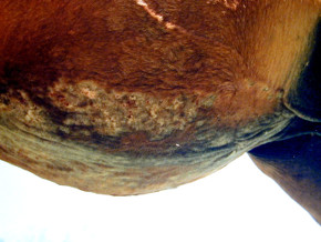 dermatite estivale cheval dere abdomen