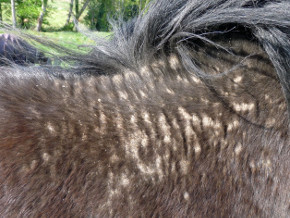 dermatite estivale cheval dere criniere