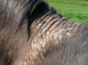 dermatite estivale cheval dere garrot