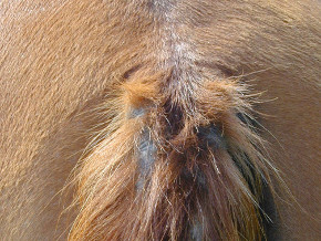 dermatite estivale cheval dere queue