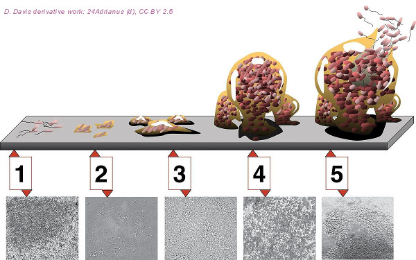 schema developpement biofilm bacterien
