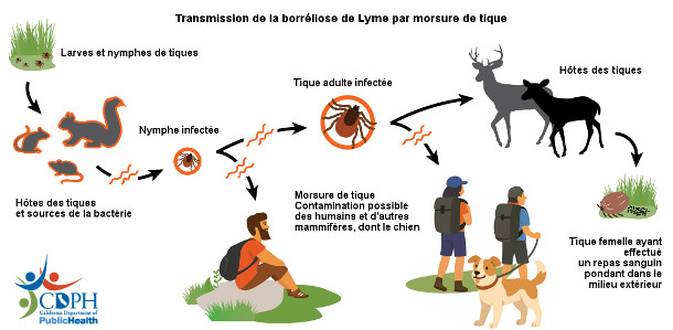 contamination borreliose lyme tiques
