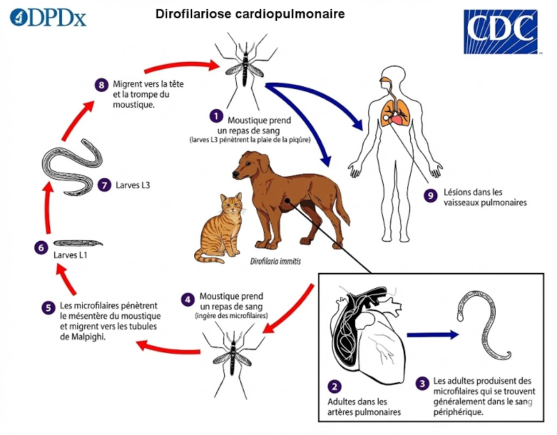cycle dirofilaria immitis