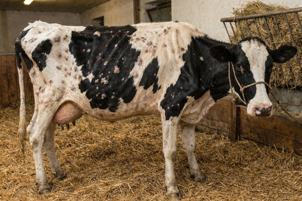 dermatose nodulaire contagieuse bovine