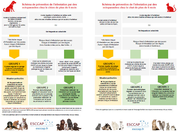 guide traitement chien chat ectoparasites esccap