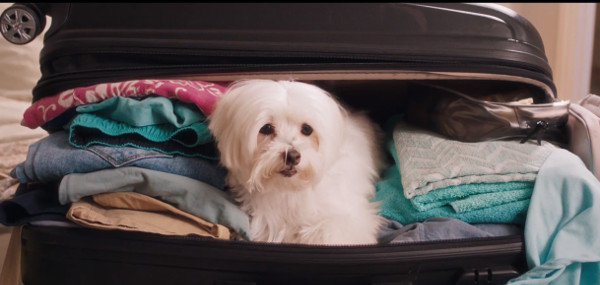 saison zen zylkene chien valise