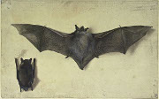 Chauve souris Durer Wikicommons