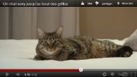 SPCA Montreal