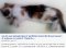 Rage chaton Argenteuil oct 2013 copie