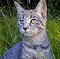 alpha_the_cat_kelpv