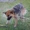 chien-mouill