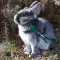 Lapin nain de 8 mois en laisse. Photo de Dnexp lapin_nain_auteur_dnepxl_60