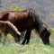 poneys