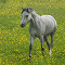 poulain_gris