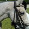 tete_cheval
