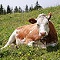 vache
