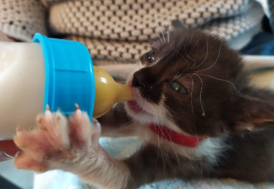 Chaton au biberon par Mahoudeaux C