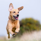 Chien en vacances ESCCAP