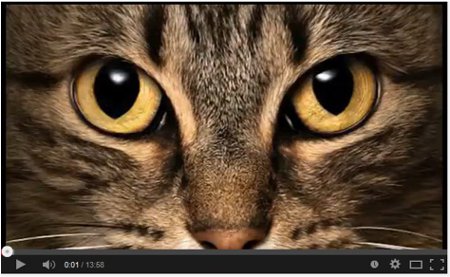 Yeux chat.450