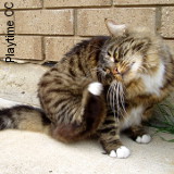 art1099 traiter puces chien chat hiver