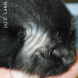 Lésion de teigne sur la tête d'un chaton