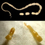 Dypilidium parasite du chien et du chat