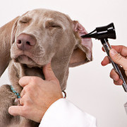 art1416 desinfection otoscope
