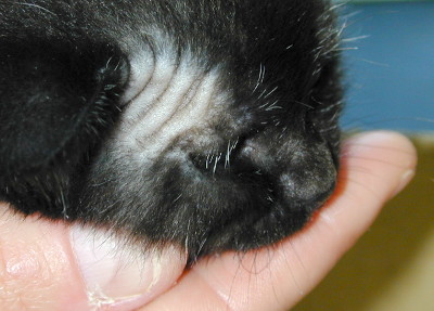 art1420 teigne chaton