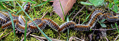 240px-chenilles_processionnaire_ligne