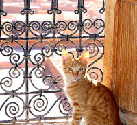 wikicommons-ekem-cat-ouarzazate