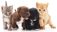les-amis-chatons-et-chiotstvm les-amis-chatons-et-chiotstvm