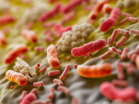biofilm-illustration