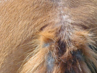 dermatite-estivale-cheval-vignette