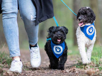 vignette-agria-balade-chiens-2