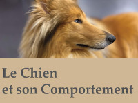 le-chien-et-son-comportement