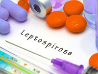 leptospirose-vignette