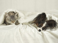 chien-chat-maladie-assurance