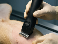 entretien-tondeuse-veterinaire
