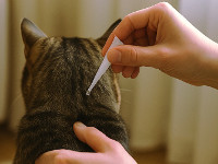 antipuce-chat