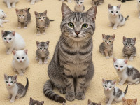 sterilisation-chatte