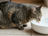diabete-chat