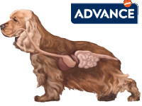 vignette-advance-microbiote